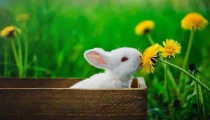 猫咪开始适应环境的表现